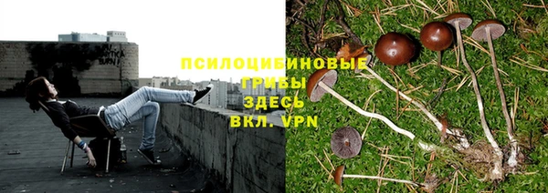 шишки Дмитровск